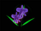 Neon bulb flower, orchid