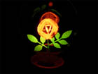 Neon bulb flower, rose